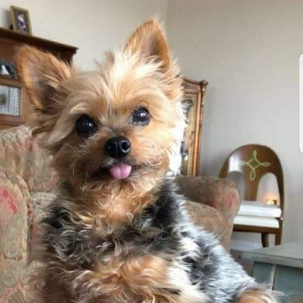 Meet your Posher, Steve